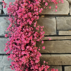 Couronne Gypsophile fuschia diamètre 35cm